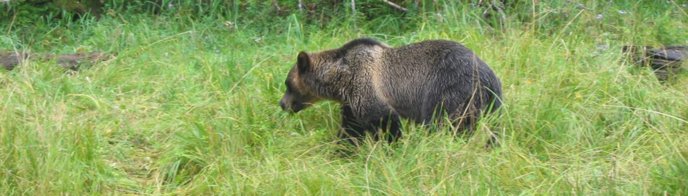 Grizzly Research in the Rockies (GRR…)